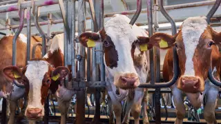 Из-за опасного заболевания гибнет КРС в Карагандинской области