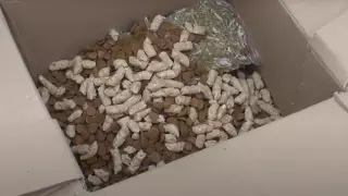 Спецоперация в Нур-Султане и Алматы: пресечен крупный наркотрафик