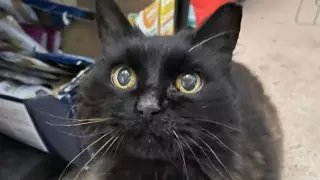 Пропавшая девять лет назад кошка вернулась к хозяйке