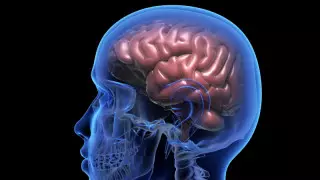 Ученые совершили открытие в анатомии человека