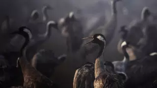 Вспышка птичьего гриппа среди журавлей произошла в Израиле