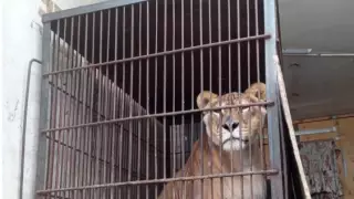 После скандала в Сети российский цирк покинул Павлодар