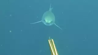 Опасная встреча дайвера с белой акулой попала на видео