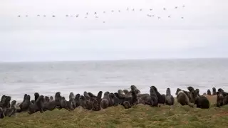 Рекордное потепление фиксируют на Аляске