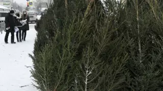 Депутат назвал вандализмом вырубку елей для Нового года