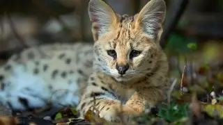 Животные в зоопарке Алматы и питомнике на Кок-Тобе обеспечены пищей