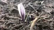 Подснежники расцвели в Туркестанской области
