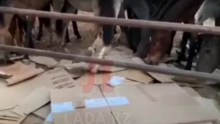 СМИ: Картон поедают лошади в Мангистау