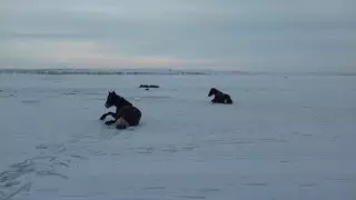 Провалившихся под лед лошадей спасли в ВКО