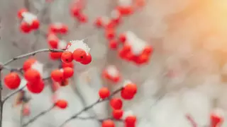 Туман, гололед и метель прогнозируют в Казахстане