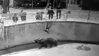 Женщина сбросила дочь в вольер к медведю: названа причина поступка