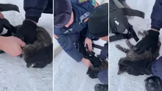 Видео спасения кошки в Актобе рассылают в сети