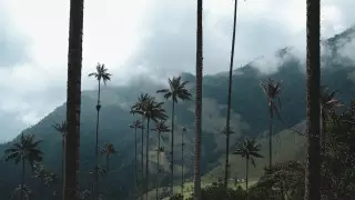 Ученые подсчитали неизвестные виды деревьев