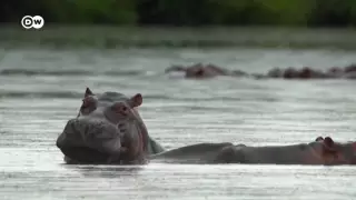 "Кокаиновым" бегемотам Пабло Эскобара угрожает уничтожение
