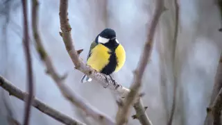 Какой будет погода в последние дни зимы в Казахстане