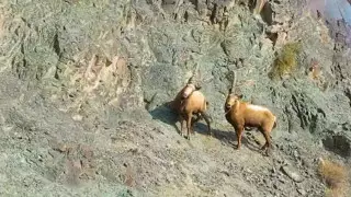 Горных козлов сняли на видео в Чарынском каньоне