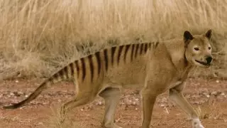 Ученые попытаются возродить популяцию вымершего тасманийского волка