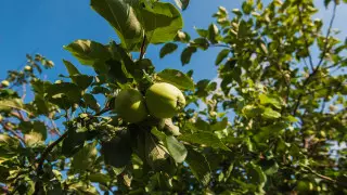 Садоводы Шымкента потеряли более 20 процентов урожая из-за морозов