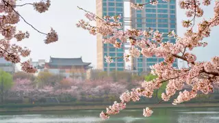 Казахстанцы снова смогут въезжать в Южную Корею без виз