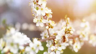 Потепление до 25 градусов прогнозируют в Казахстане