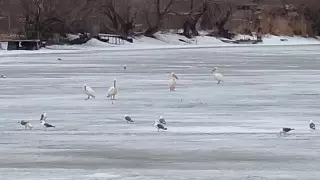 Краснокнижные розовые пеликаны прилетели в Костанайскую область