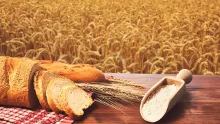 Когда введут ограничение на экспорт зерна и муки в Казахстане