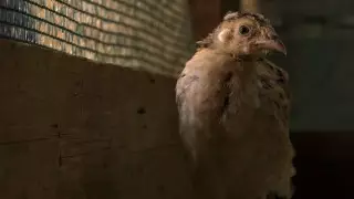 Четыре птицефабрики обанкротились за два года в Казахстане