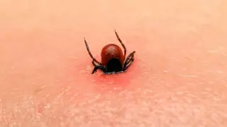 Число пострадавших от укусов клещей в 3 раза выросло в Шымкенте