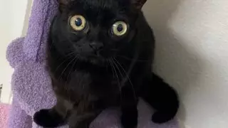 Мэр из ада: черная кошка стала главой города в США