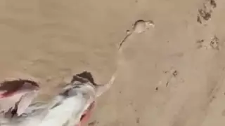 "Пока этой информацией не располагаю". Министра экологии спросили о смерти фламинго в Мангистау