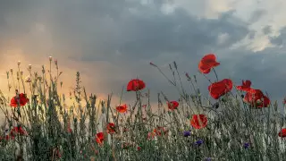 И заморозки, и плюс 40 градусов. Какая погода ждет в мае казахстанцев