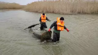 109 браконьеров задержали на Каспии пограничники Казахстана и России