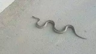 Вызовы о змеях в домах получают спасатели от жителей Шымкента