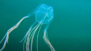 Новый вид ядовитых медуз нашли в Австралии