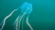 Новый вид ядовитых медуз нашли в Австралии