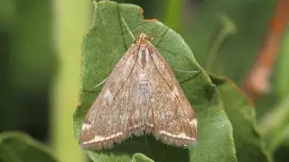 "Лезут в лицо". Жители Атырау пожаловались на нашествие насекомых