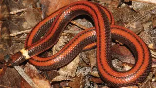 Новый вид неядовитых змей найден в Парагвае