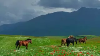Видео со скачущими в маках лошадьми восхитило Казнет