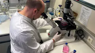 Оспу обезьян обнаружили еще в одной стране Европы