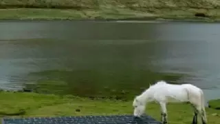 В Исландии лошади отвечают на рабочие электронные письма туристов