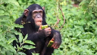 Ученые ускорили прогноз об эволюции на Земле