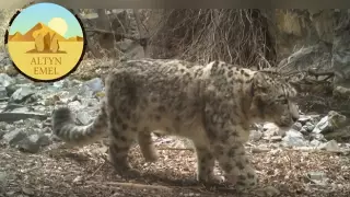 Нацпарк "Алтын-Эмель" опубликовал подборку фото и видео с местными снежными барсами