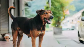 Российские ученые вылечили собаку от опухоли на морде и метастазов в легких