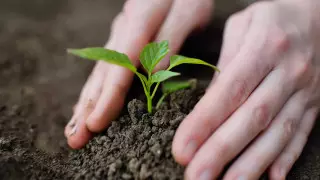 Ученые изменили ДНК растения для поглощения СО2 из воздуха