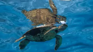 Черепаху "вымершего" вида нашли на Галапагосах