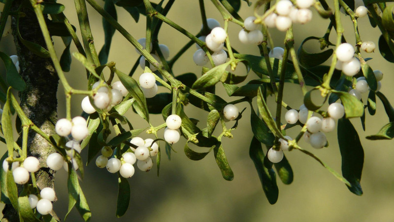 Фото: pixabay.com