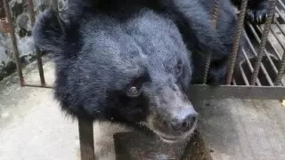 Женщине продали вместо собаки редкого медведя в Китае