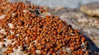 Нашествие насекомых сняли на видео жители Актау