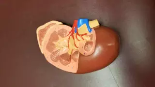 Обнаружено новое средство лечения редкой формы рака почек