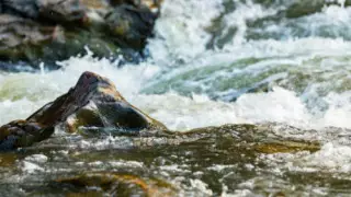 Женщину с лошадью смыло течением горной реки в Алматинской области
